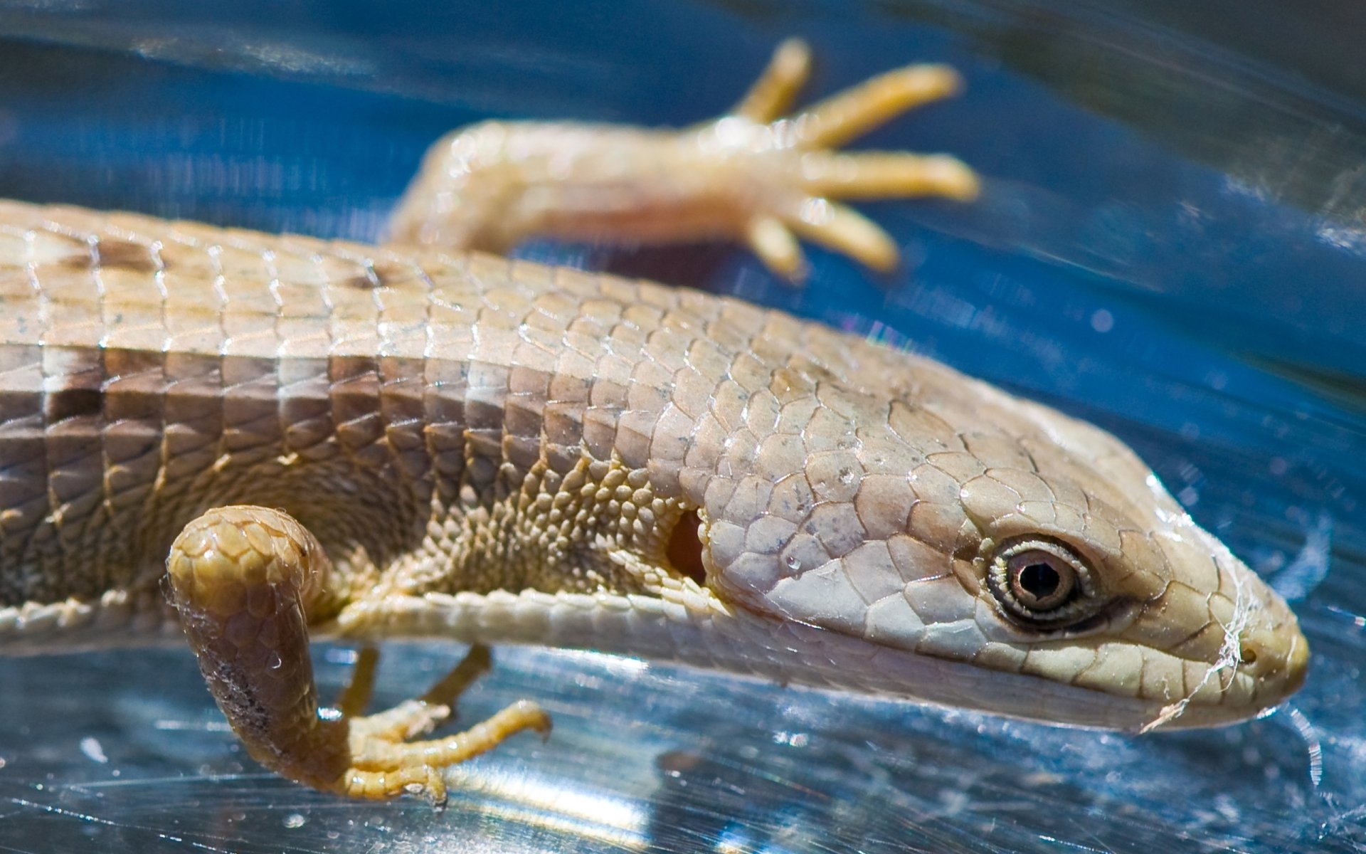 Lizard A Sub Gallery By: Dreamliner