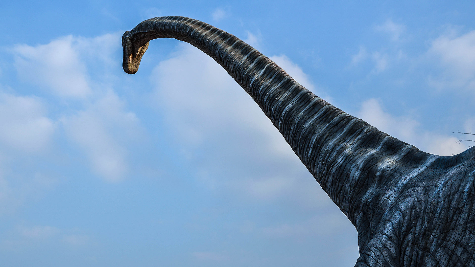 brachiosaurus is