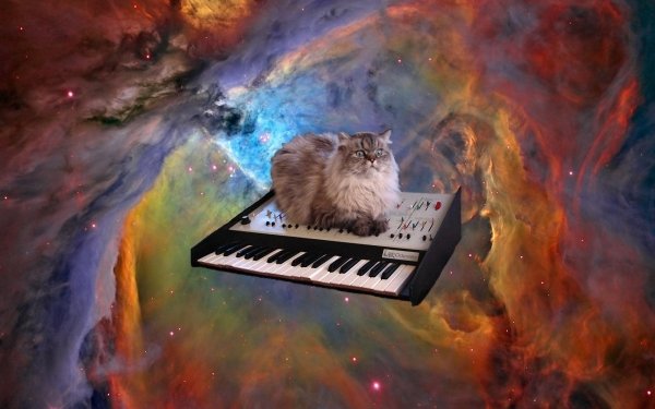 piano space Animal cat HD Desktop Wallpaper | Background Image