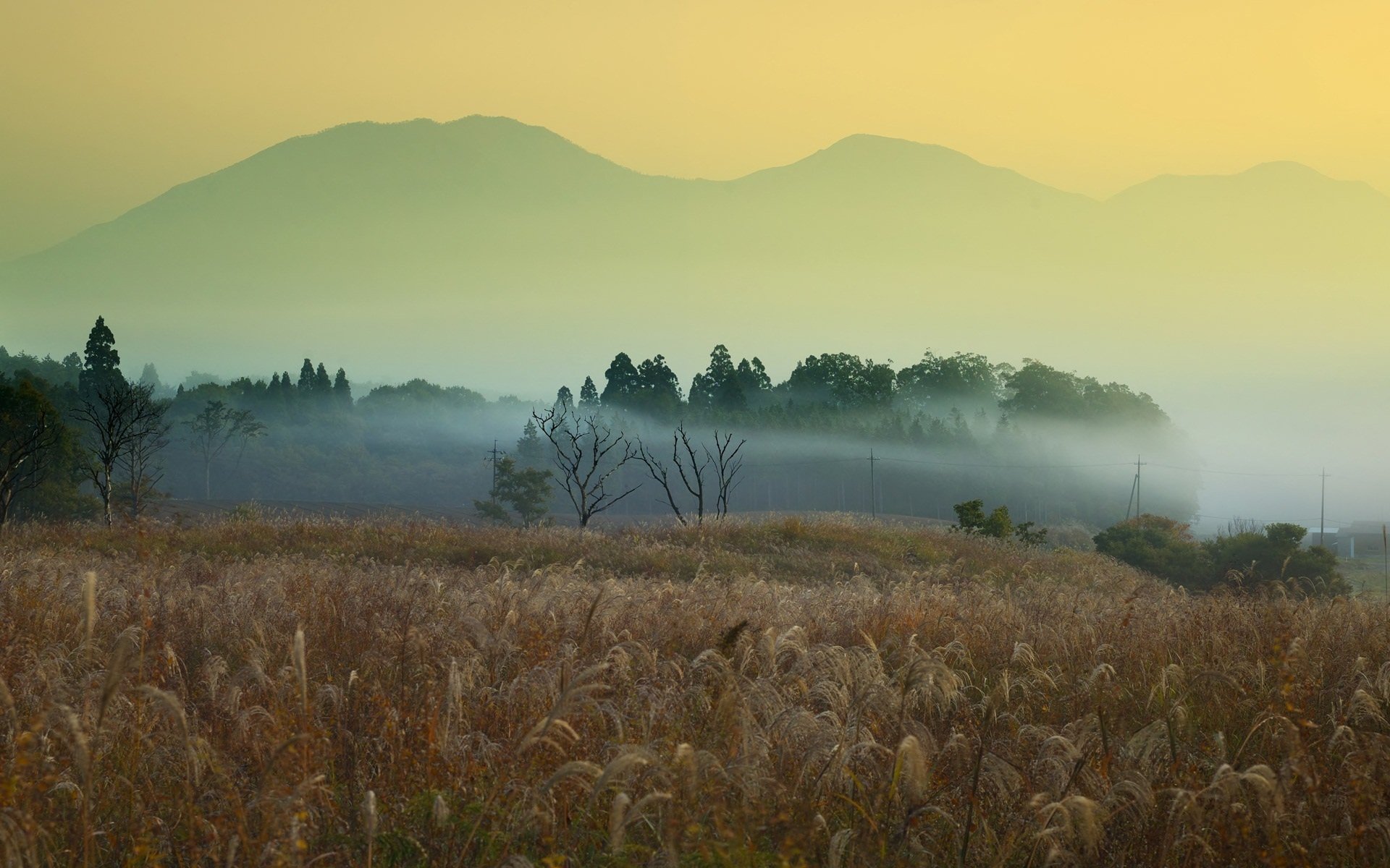 Nature landscape HD PC desktop wallpaper and background: golden reed field in foreground, mist-shrouded trees, soft hills fading into a pale yellow sky.