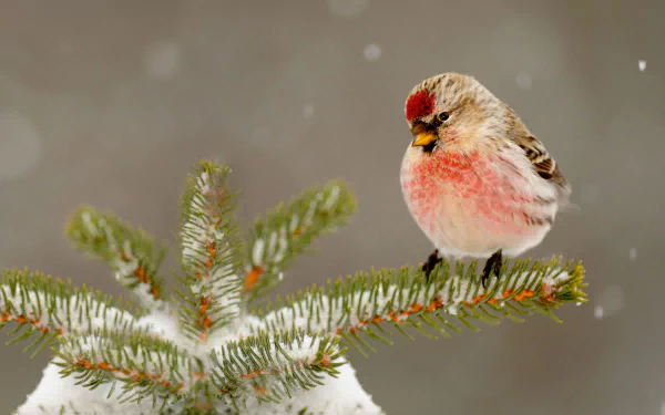 A common redpoll perches on a snow-covered pine branch, surrounded by a serene winter landscape, creating a captivating scene for a desktop wallpaper.