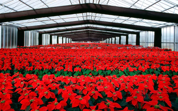 HD PC desktop wallpaper showing a vibrant field of red poinsettia flowers inside a large greenhouse structure.