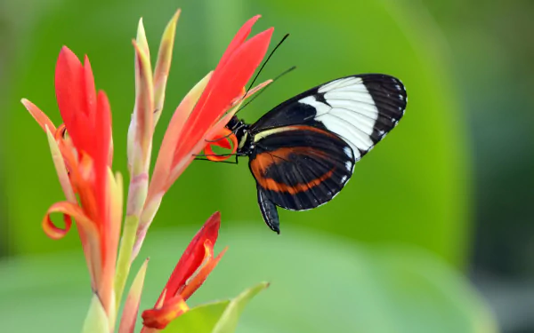 A vibrant butterfly perched on a bright red flower, set against a lush green background, creating a stunning HD desktop wallpaper and background.
