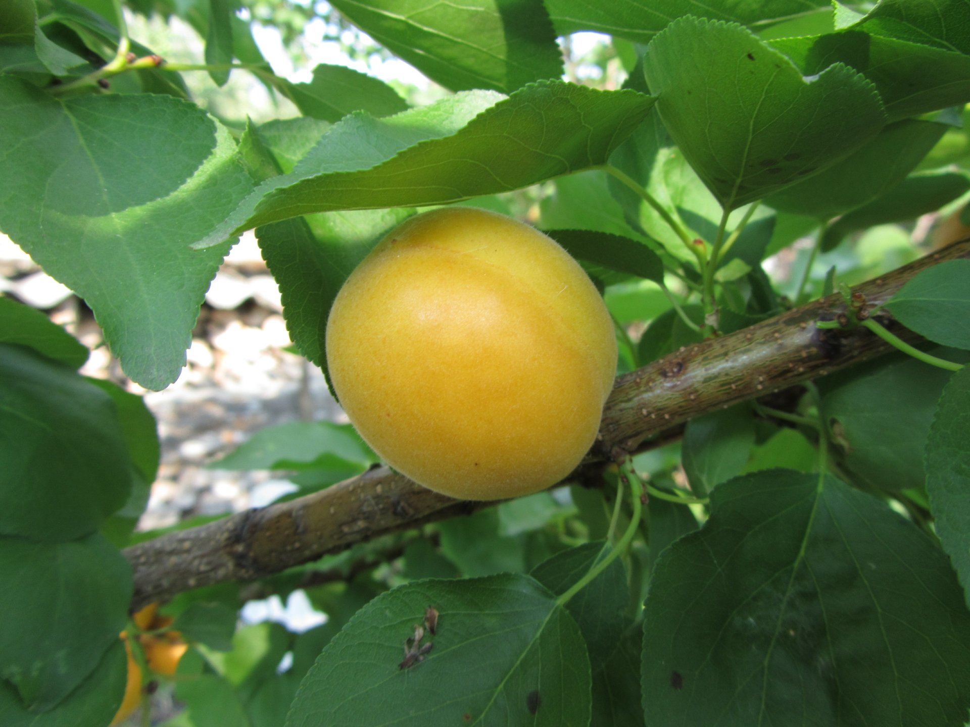 Download Nature Apricot Tree 4k Ultra HD Wallpaper by Vergilius