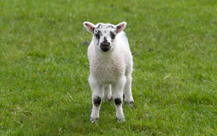lamb Animal sheep HD Desktop Wallpaper | Background Image