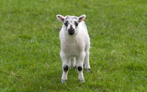 Animal Sheep Lamb HD Wallpaper | Background Image