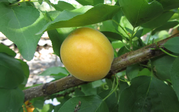 nature apricot tree HD Desktop Wallpaper | Background Image