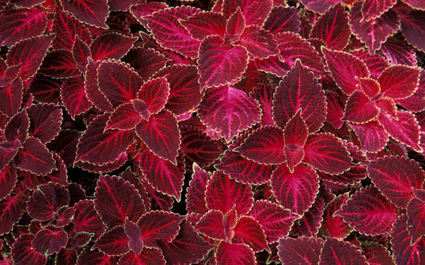 Vibrant red and magenta coleus leaves create a striking natural pattern, captured in high definition as a PC desktop wallpaper and background.