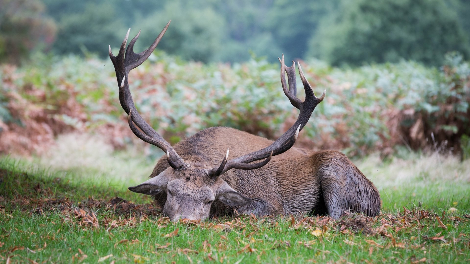 A majestic stag resting on green grass with large antlers, captured in stunning 4K Ultra HD quality for a vibrant PC desktop wallpaper background.