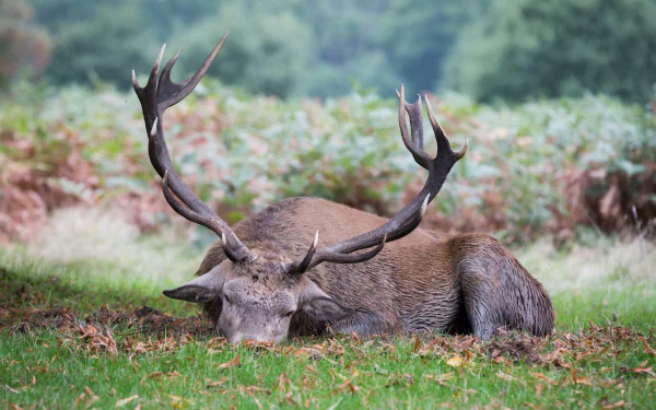 A majestic stag resting on green grass with large antlers, captured in stunning 4K Ultra HD quality for a vibrant PC desktop wallpaper background.