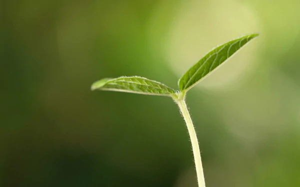 nature sprout HD Desktop Wallpaper | Background Image