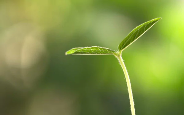 nature sprout HD Desktop Wallpaper | Background Image