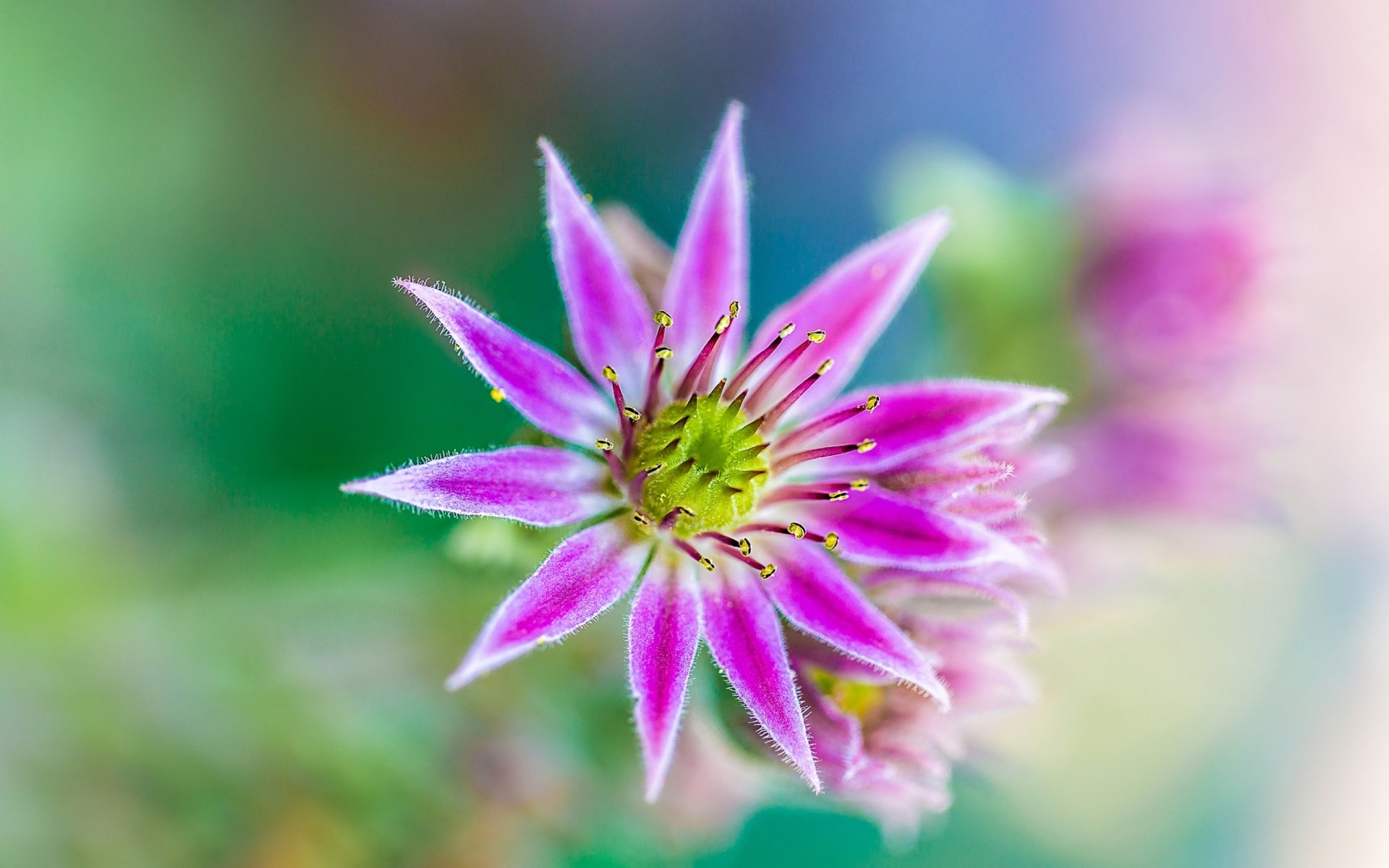 Macro view of a pink star-shaped flower with a green-yellow center against soft bokeh; vibrant nature scene — 2K Quad HD PC desktop wallpaper/background