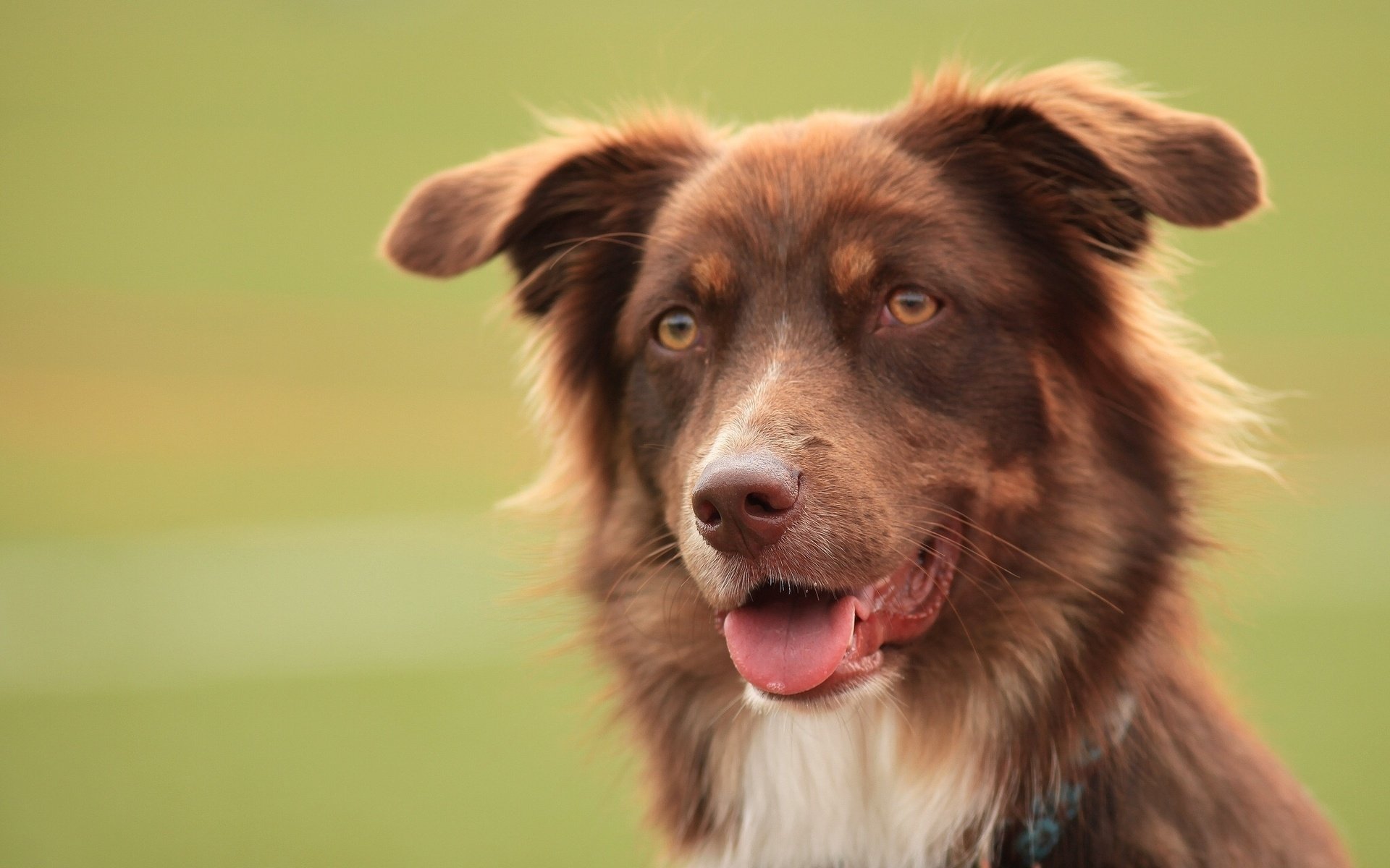 HD PC desktop wallpaper featuring a close-up of a brown dog with expressive eyes against a soft green background.