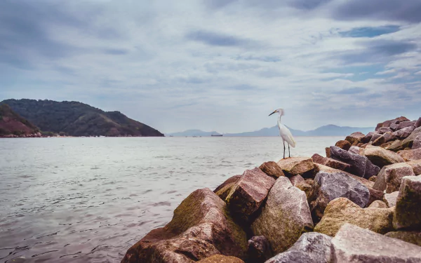 bird Animal egret HD Desktop Wallpaper | Background Image