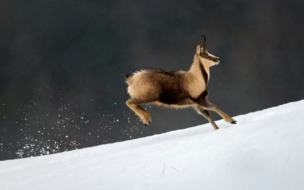 Chamois antelope leaping on a snowy slope — HD PC desktop wallpaper and background, high-definition animal wildlife image.