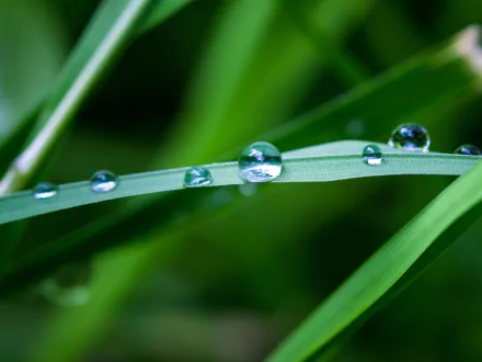 Close-up of dew drops resting on green grass blades, captured in stunning 4K Ultra HD detail, showcasing the beauty of nature and water droplets.