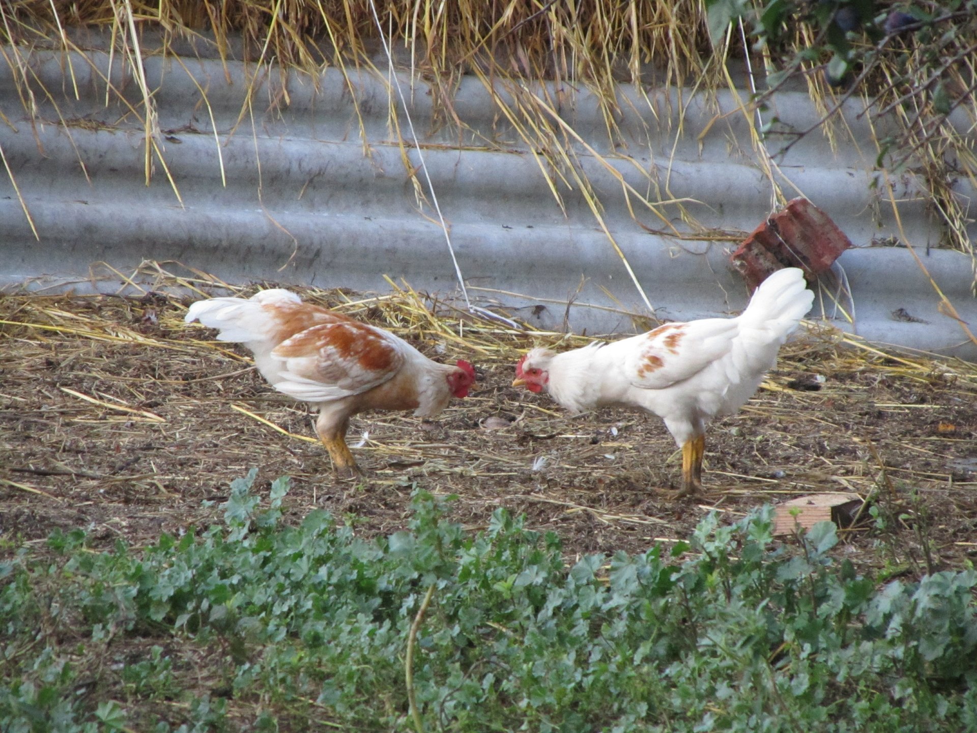 Download Animal Chicken 4k Ultra HD Wallpaper by Vergilius