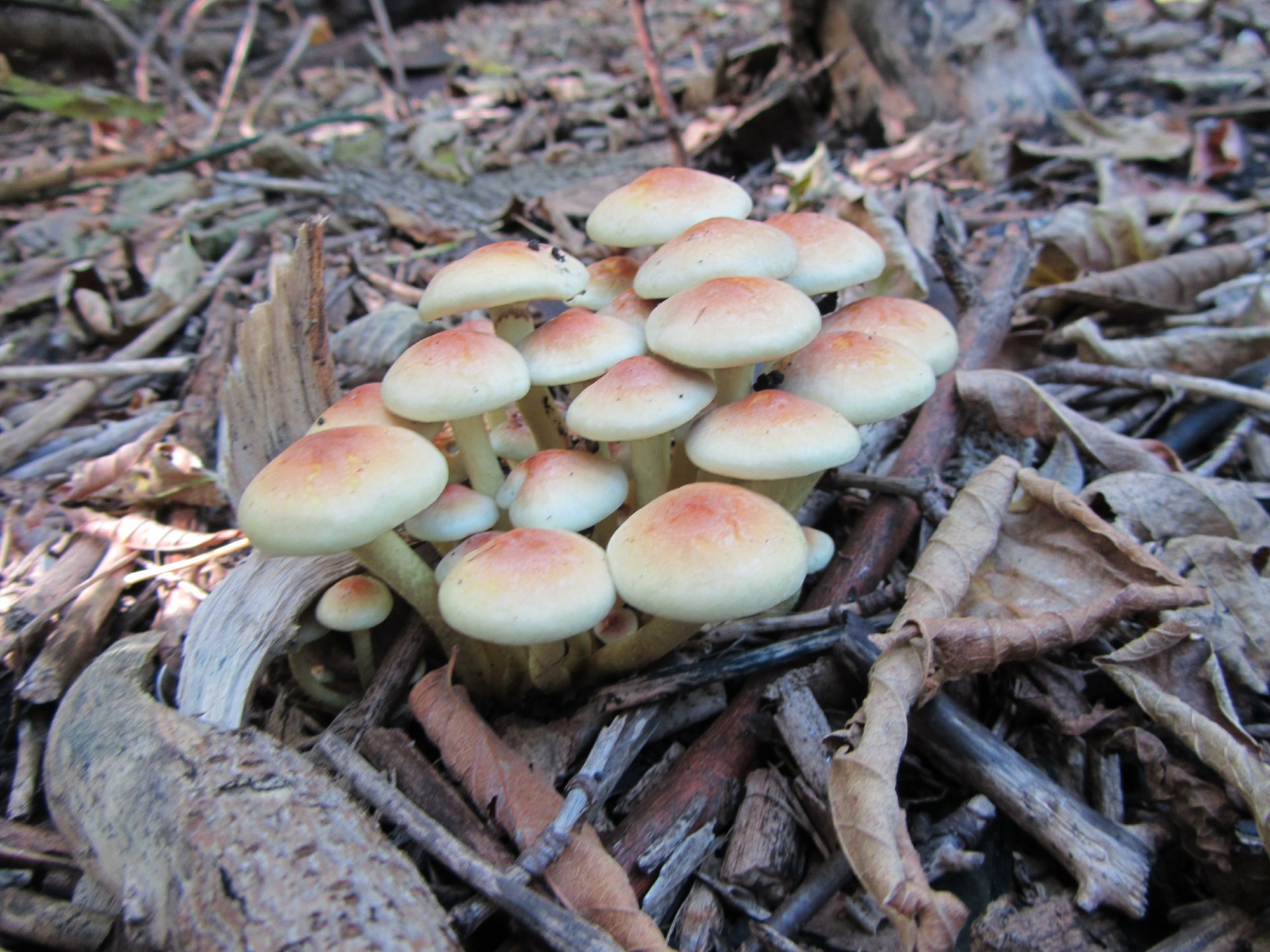 Download Nature Mushroom 4k Ultra HD Wallpaper by Vergilius