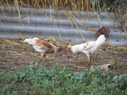 Animal chicken HD Desktop Wallpaper | Background Image
