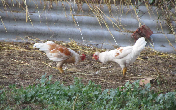 Animal chicken HD Desktop Wallpaper | Background Image