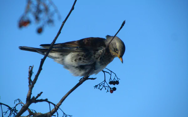 Animal bird HD Desktop Wallpaper | Background Image