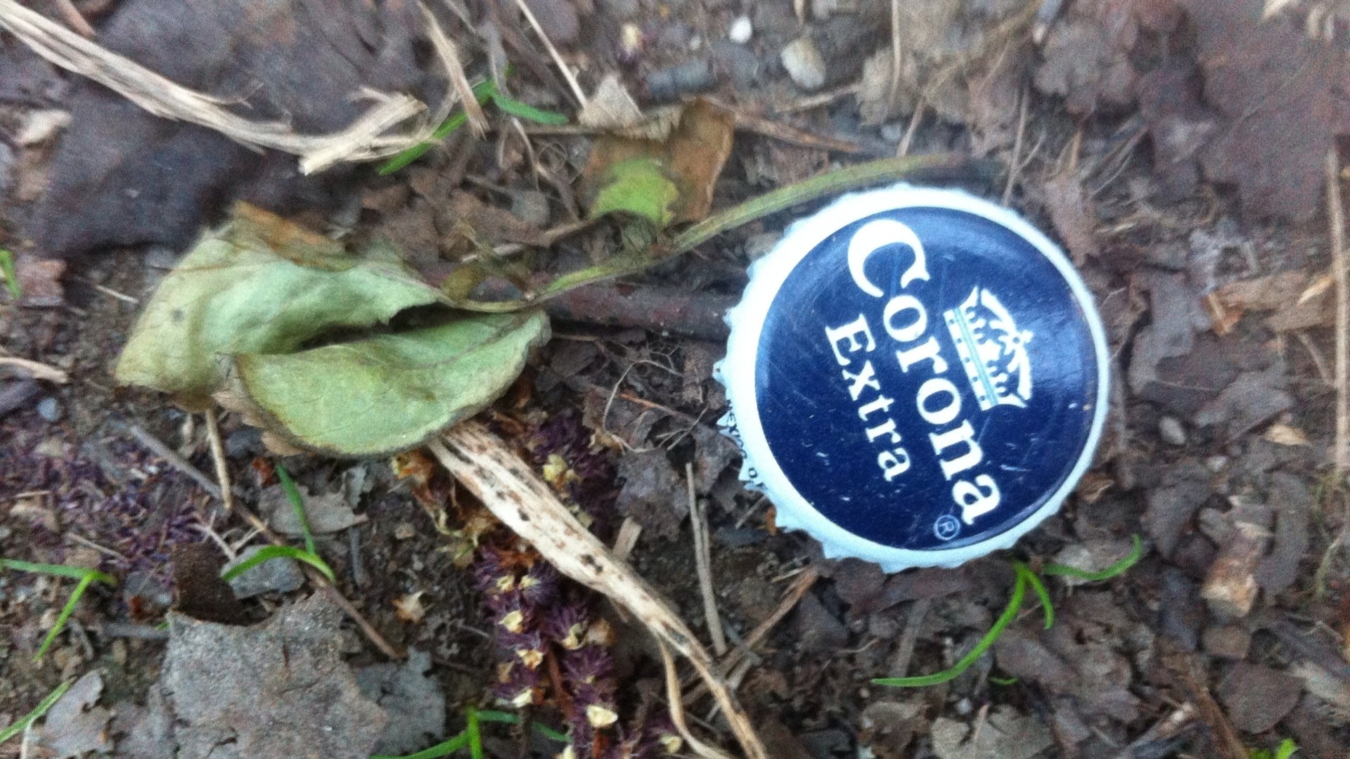 Download Misc Beer Bottle Caps HD Wallpaper