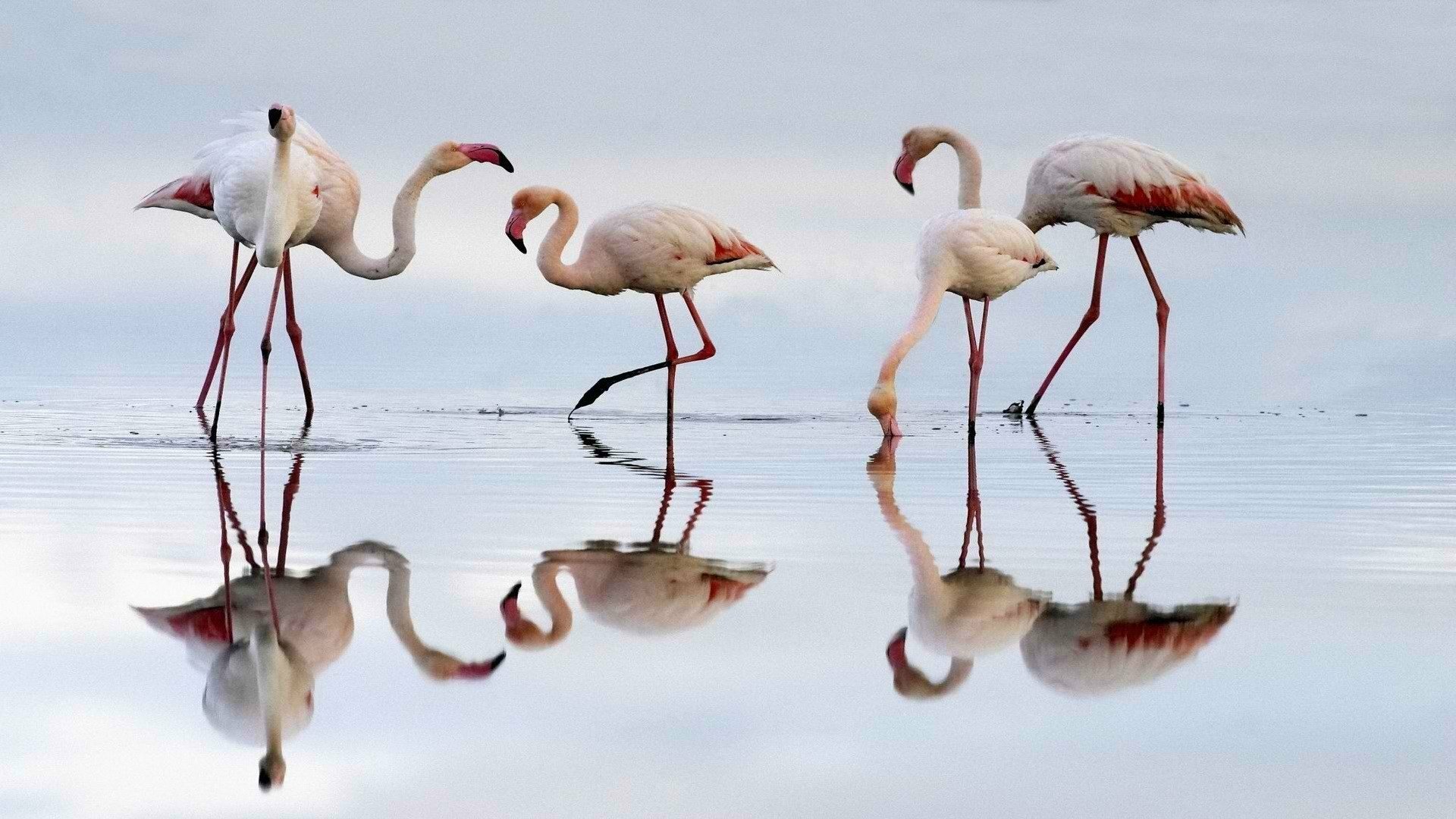 HD desktop wallpaper of a group of flamingo birds standing and wading in shallow water, their reflections visible on the calm surface.