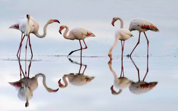 HD desktop wallpaper of a group of flamingo birds standing and wading in shallow water, their reflections visible on the calm surface.