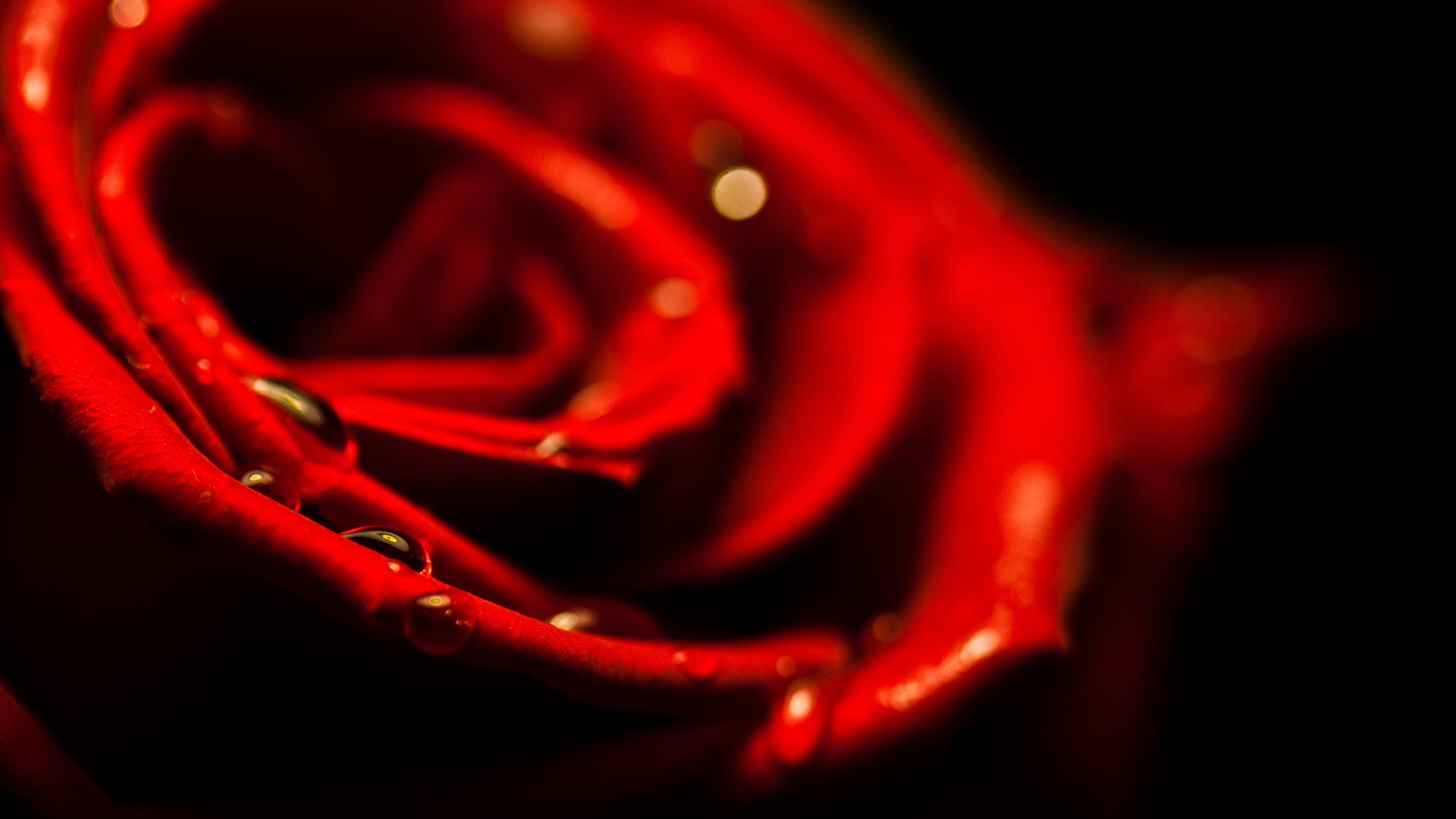 Rose 4k Ultra HD Wallpaper | Background Image | 3840x2160 ...