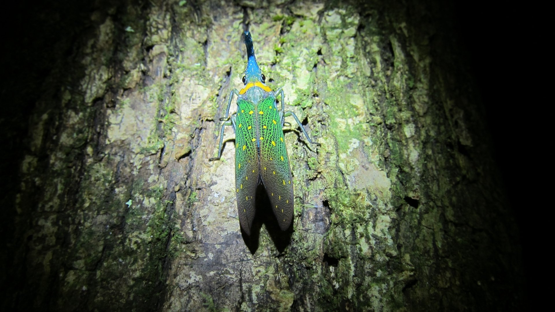 Download Animal Lantern Fly HD Wallpaper