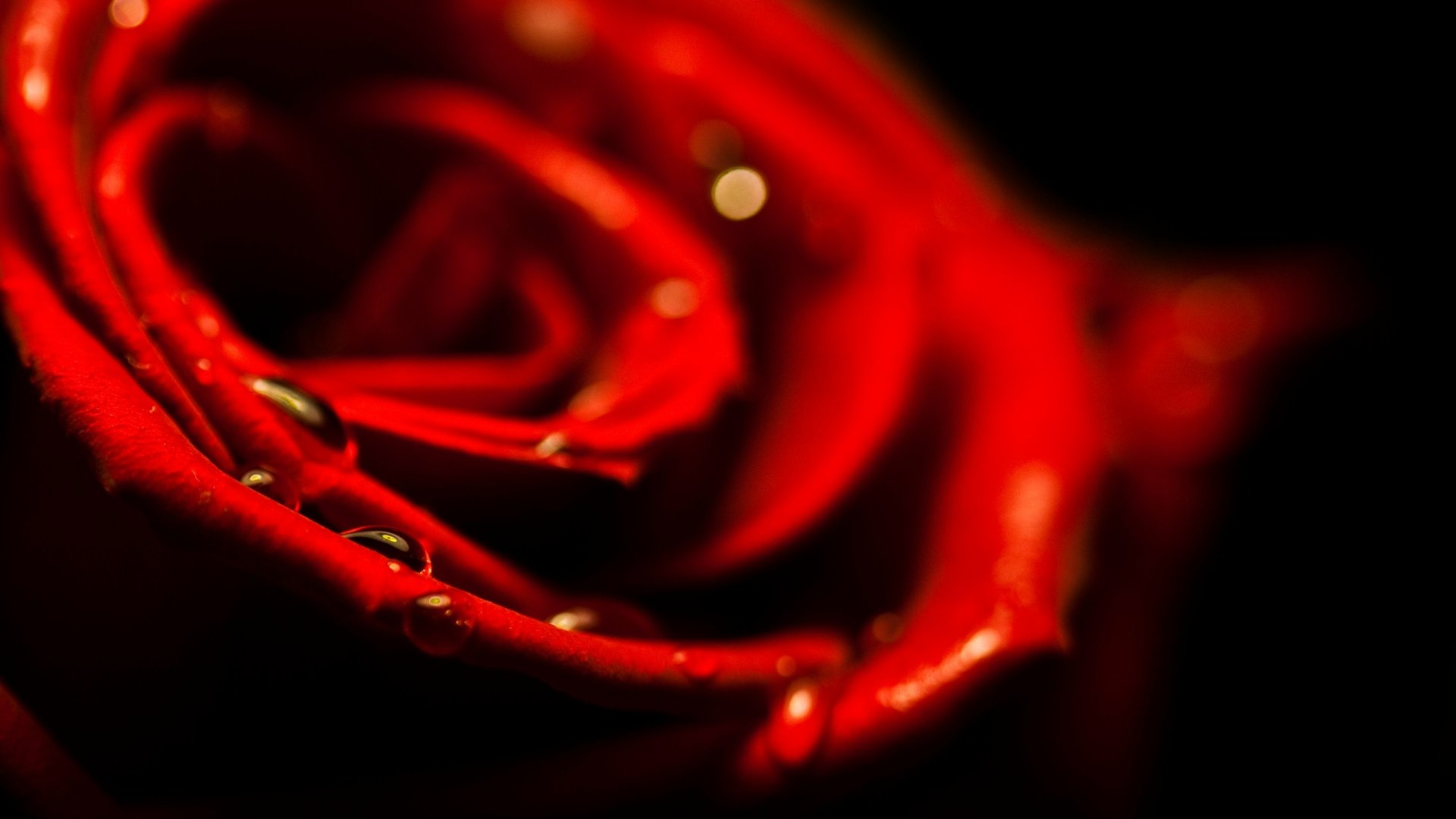 A close-up 4K Ultra HD desktop wallpaper of a vibrant red rose with water droplets against a dark background, highlighting nature's delicate beauty.