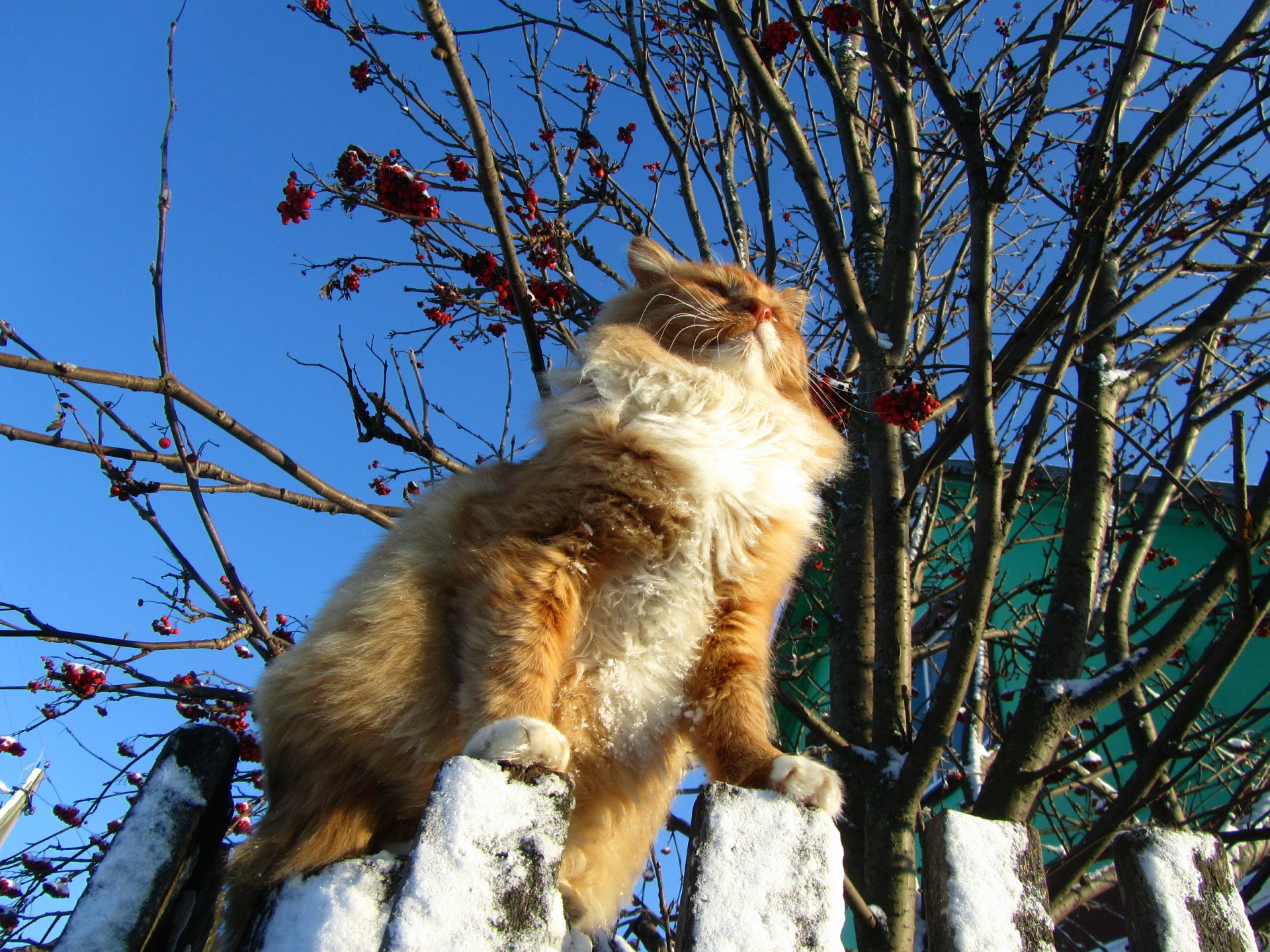 A majestic cat sits atop a white fence, gazing upward amidst a backdrop of a clear blue sky and a tree adorned with red leaves, captured in vibrant 4K Ultra HD.