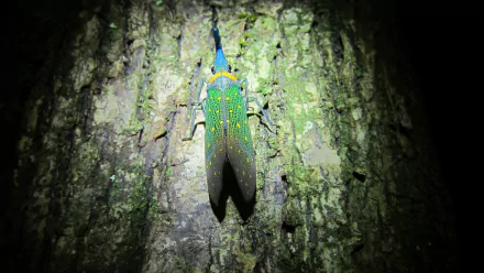 Animal lantern fly HD Desktop Wallpaper | Background Image