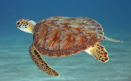 HD PC desktop wallpaper featuring a detailed close-up of a sea turtle swimming underwater against a clear blue ocean background.