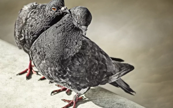 Two black doves nuzzle closely together, showcasing their intricate feather details and vivid colors, set against a soft background in this 4K Ultra HD desktop wallpaper.