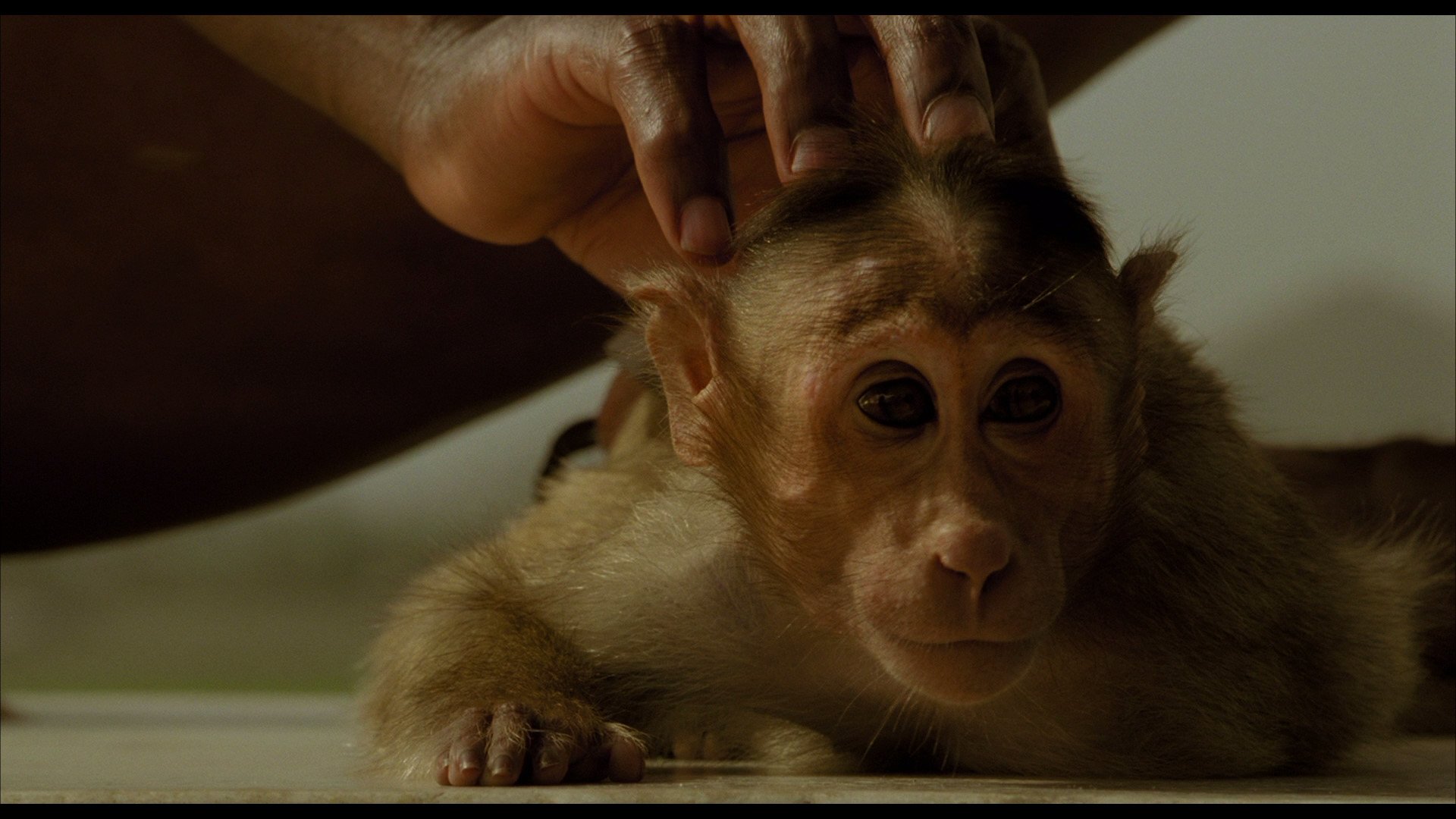 Download Movie The Fall HD Wallpaper