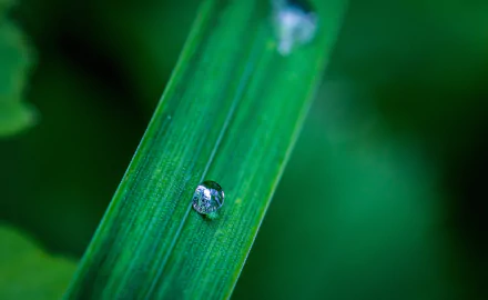 Dew drop on grass