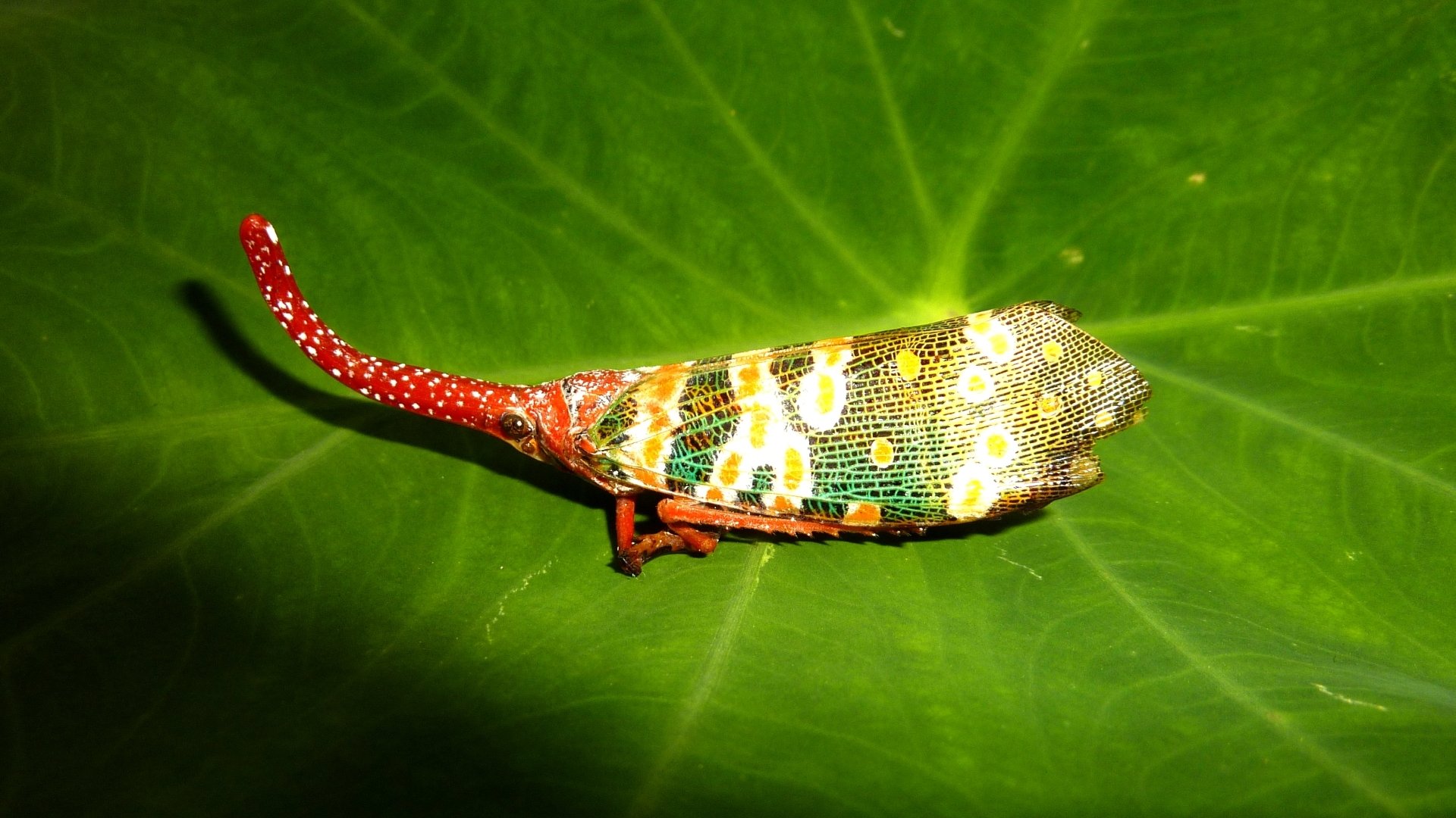 lantern fly lantern fly