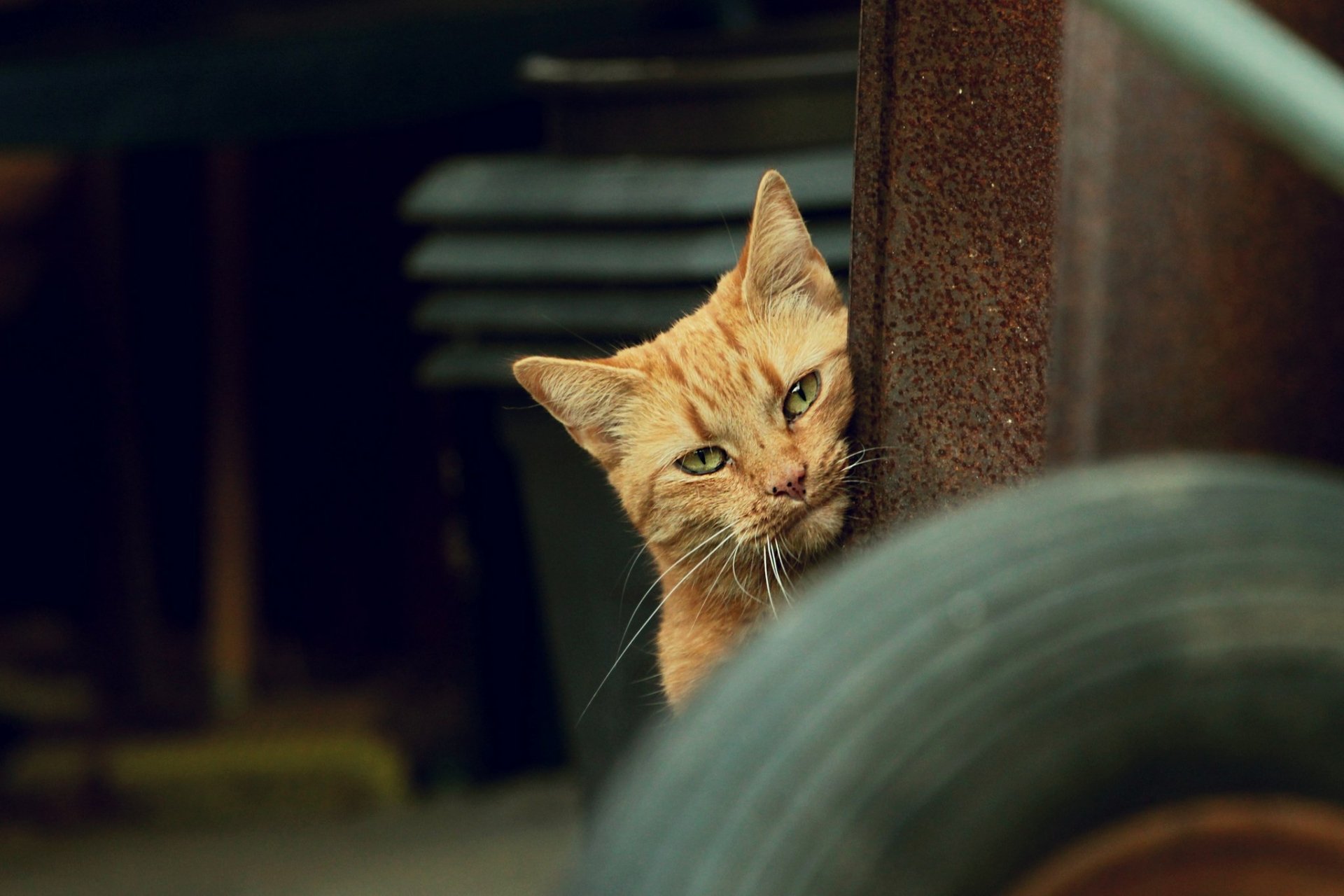 A close-up of an orange cat peering from behind a wheel, showcasing its vibrant green eyes. This HD desktop wallpaper captures the charm of feline curiosity.
