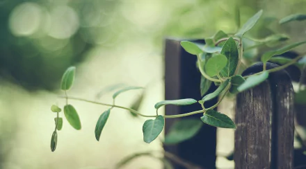 vine nature HD Desktop Wallpaper | Background Image