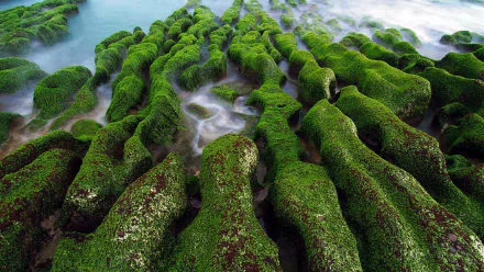HD PC desktop wallpaper/background — close-up of vibrant green moss carpeting ribbed coastal rocks as soft ocean water flows through the grooves (nature, moss).