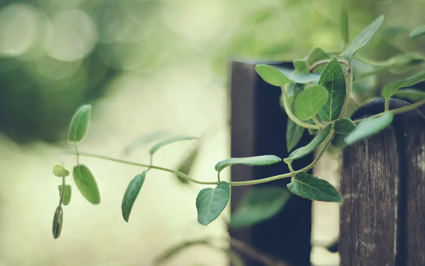 vine nature HD Desktop Wallpaper | Background Image