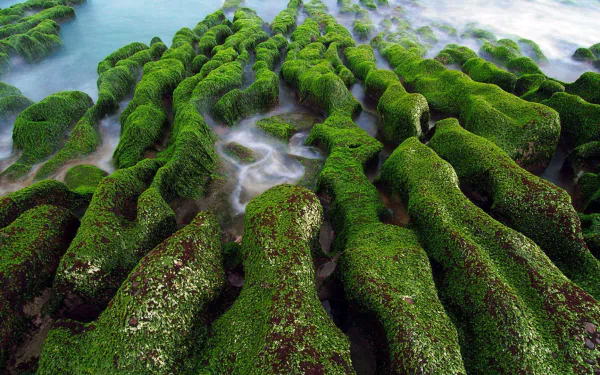 HD PC desktop wallpaper/background — close-up of vibrant green moss carpeting ribbed coastal rocks as soft ocean water flows through the grooves (nature, moss).