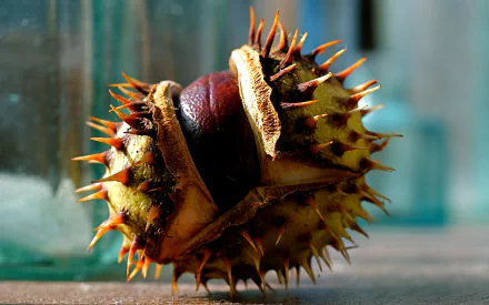 nature chestnut HD Desktop Wallpaper | Background Image