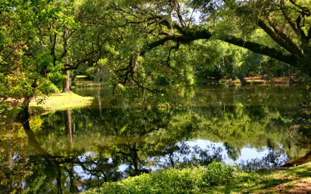 Lush swamp pond with arching trees mirrored in still water, vibrant greens — 2K Quad HD PC desktop wallpaper/background.