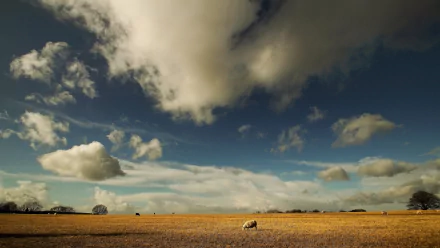 HD PC desktop wallpaper and background: a sheep in a golden field beneath a dramatic blue sky dotted with billowing clouds.