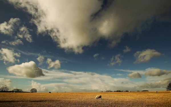 HD PC desktop wallpaper and background: a sheep in a golden field beneath a dramatic blue sky dotted with billowing clouds.