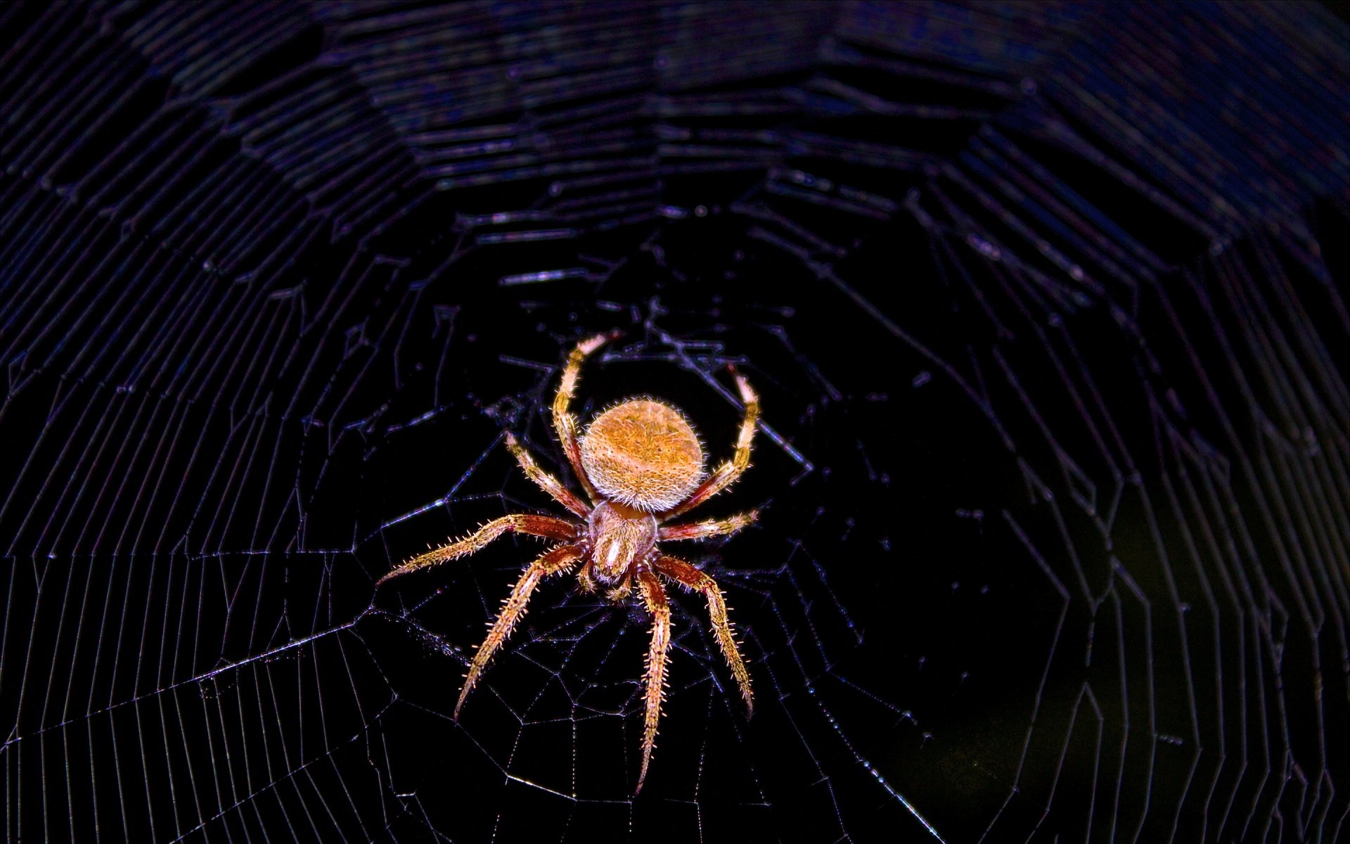 Download Animal Spider  HD Wallpaper