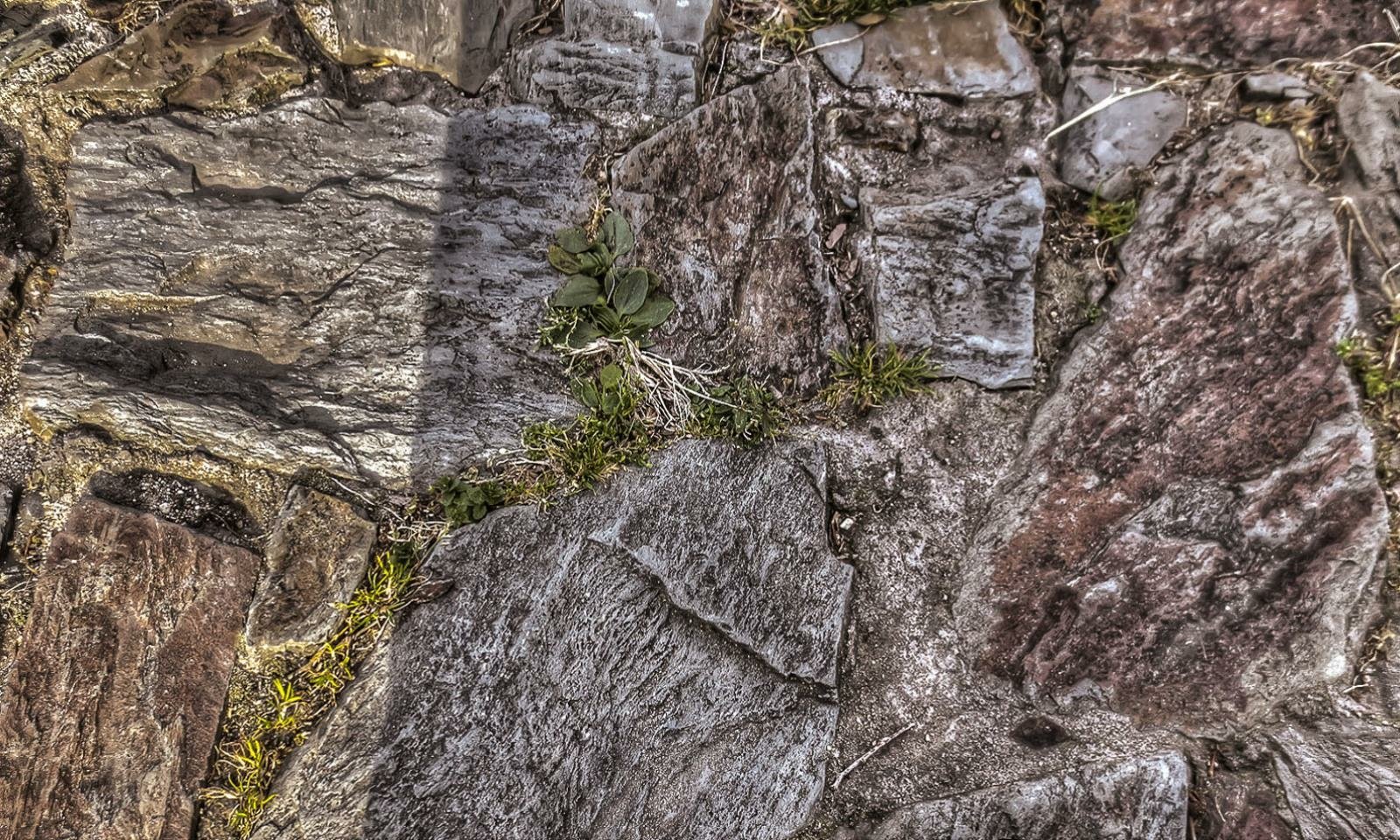 Supervivencia by egcastillo67